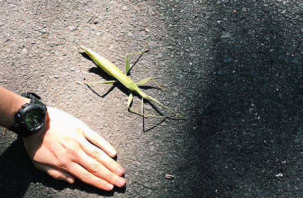 giant-stick-insect