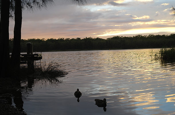 ducks-myall-lake-korsmans