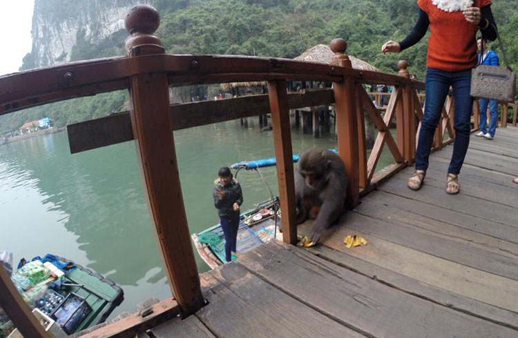 moneky-punched-woman-halong-bay