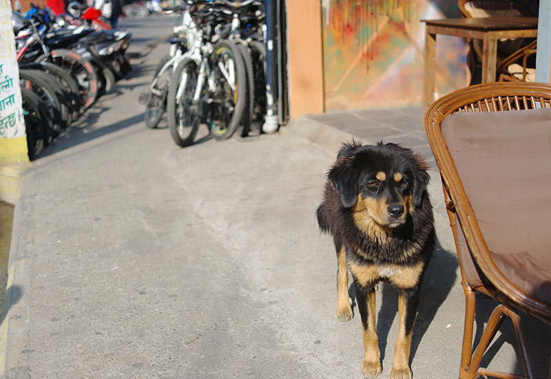 nepal-dog-in-pokhara