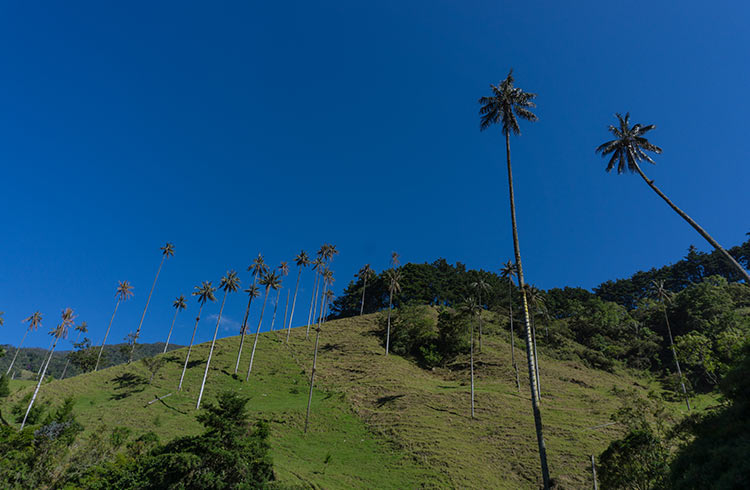 colombia-cocora-valley