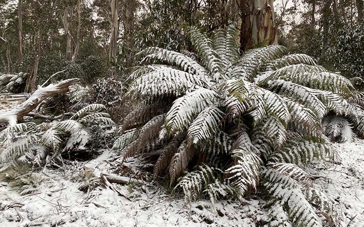 Snowfall in Barrington Tops National Park